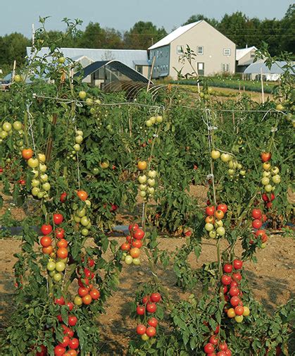 How to Grow Indeterminate Tomatoes .